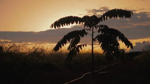Workers harvesting coffee beans Stock Footage 196191545