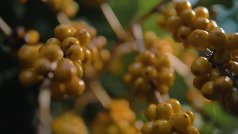 Workers harvesting coffee beans Stock Footage 196191615