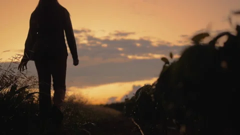 Workers harvesting coffee beans Stock Footage 196191802