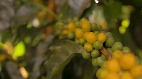 Workers harvesting coffee beans Stock Footage 196192394