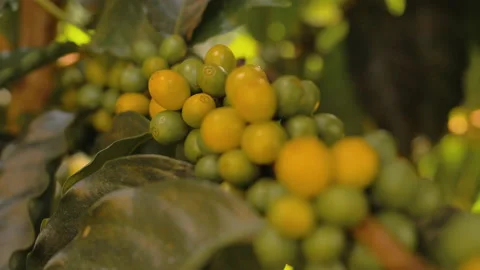 Workers harvesting coffee beans Stock Footage 196192583
