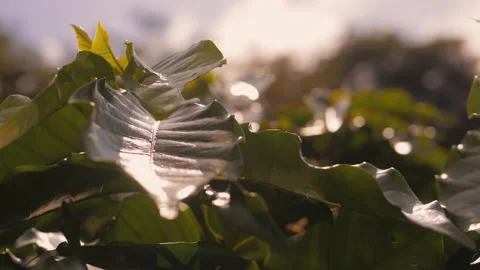 Workers harvesting coffee beans Stock Footage 196192791