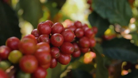 Workers harvesting coffee beans Stock Footage 196193230