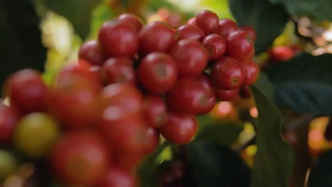 Workers harvesting coffee beans Stock Footage 196193498