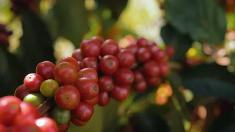 Workers harvesting coffee beans Stock Footage 196193541