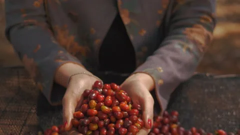 Workers harvesting coffee beans Stock Footage 196194265