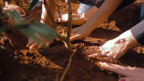 Workers harvesting coffee beans Stock Footage 196194580