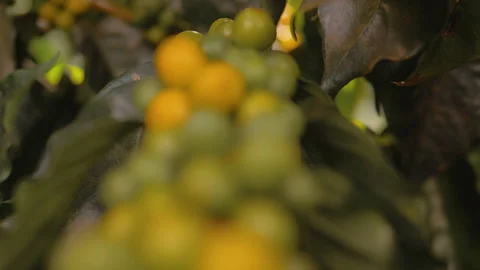 Workers harvesting coffee beans Stock Footage 196197427