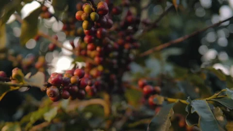 Workers harvesting coffee beans Stock Footage 196198955