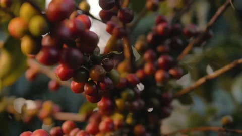 Workers harvesting coffee beans Stock Footage 196198960