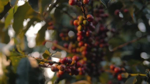 Workers harvesting coffee beans Stock Footage 196199016