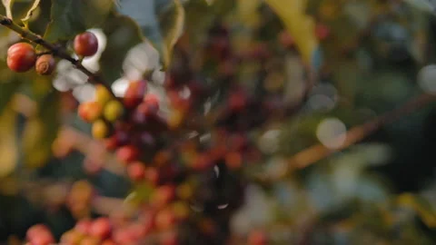 Workers harvesting coffee beans Video stock 196199039