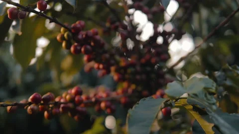 Workers harvesting coffee beans Video stock 196199061