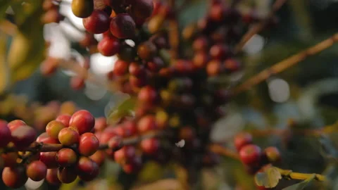 Workers harvesting coffee beans Video stock 196199082