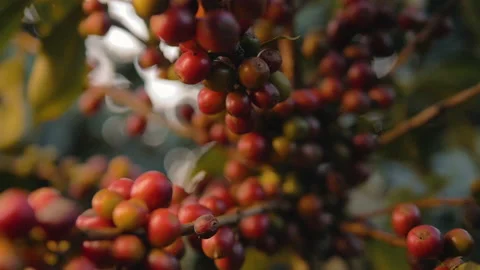 Workers harvesting coffee beans Video stock 196199089