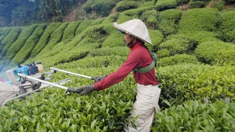 Workers harvesting fresh leafs with mechanical cutter machine at tea plantation Stock-Footage 146540426