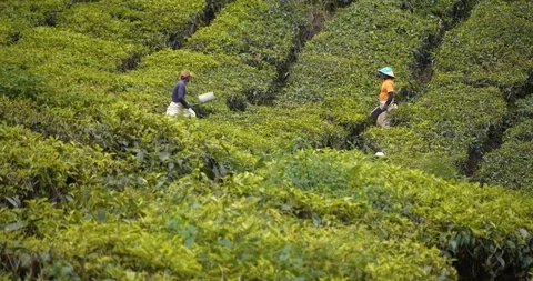Workers harvesting fresh tea leaves into bags in a traditional way, Malaysia Stock Footage 118443053