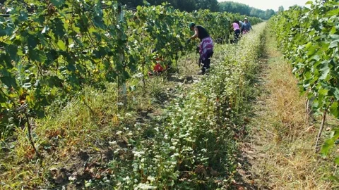 Workers harvesting grapes in vineyard rows in Erbusco Italy Video stock 342018455