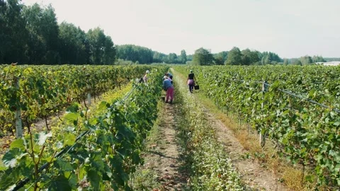 Workers harvesting grapes in vineyard rows in Erbusco Italy Stock-Footage 342020579