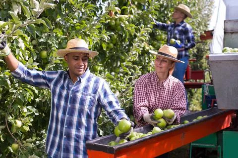 Workers harvesting ripe apples using sorting machine Stock Photos