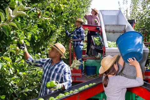 Workers harvesting ripe apples using sorting machine Stock Photos