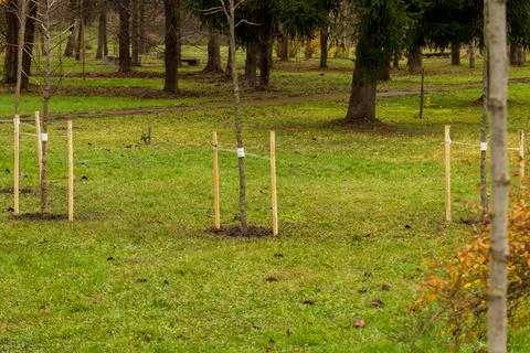 Workers have planted small trees in a park. Wooden stakes support the young.. 库存照片
