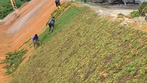 Workers Installing Close Turfing for Slope Erosion Control Stock Footage 335975735