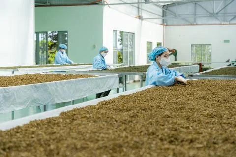 Workers labor in a tea processing factory in Gia Lai, Vietnam Stock Photos