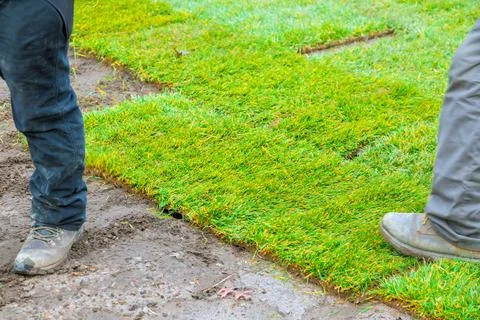 Workers lay down sod on lawn in residential area in spring season Stock Photos