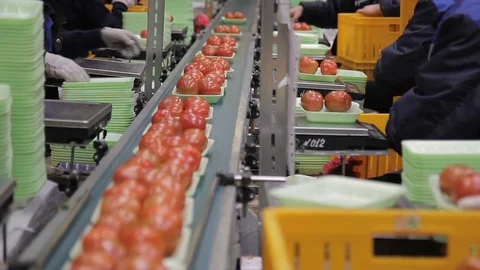 Workers on line of packing fresh tomatoes in trays inside factory. Stock Footage