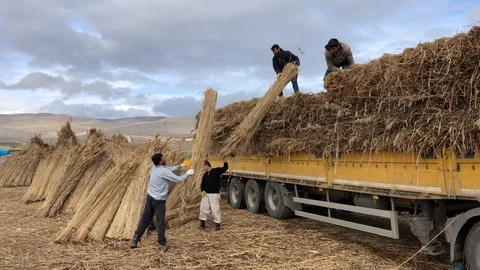 Workers load harvested dry reed bales into the truck near Lake Eber. Video stock 113390695