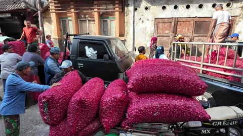 Workers load sacks of red onion into a truck Stock Footage 345145476