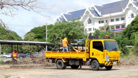 Workers loading branches into trucks. Stock Footage 79773703