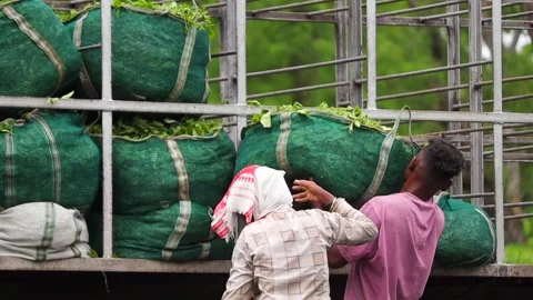 Workers Loading Fresh Tea Leaves Onto a Truck Stock-Footage 341675030