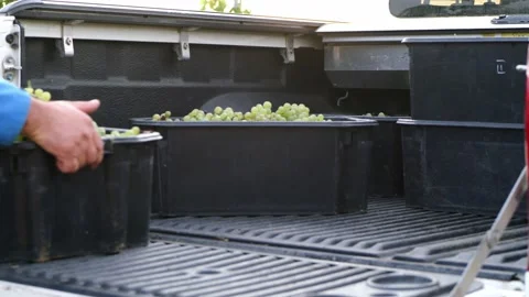Workers Loading grapes in Truck Box Handling Vídeo Stock 140503565
