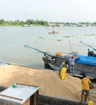 Workers loading rice Foto stock