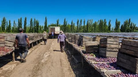 Workers lowering crates of plums and putting them out to dry in the sun. Stock Photos