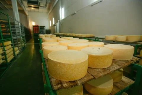 Workers manage cheese rounds placed on wooden racks inside a processing facil Stock Photos