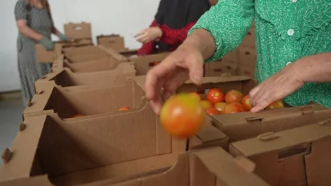 Workers manually sort and pack fresh tomatoes into cardboard boxes in packing Stock Footage 320400561