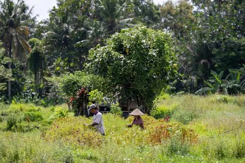 Workers Manually Tend Crops in Rural Ubud Stock Photos