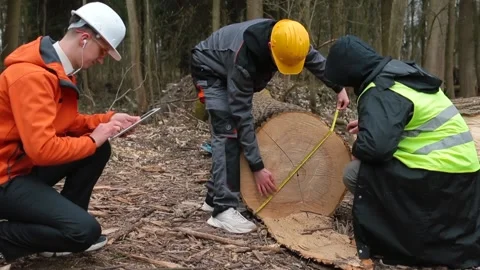 Workers measure the cut down tree. The manager processes the data in tablet.  Stock Footage 153175307