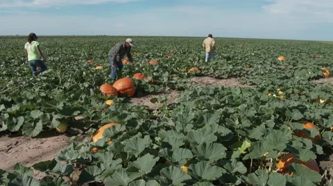 Workers move pumpkins to position for loading in a Texas field, 4K Stock Footage
