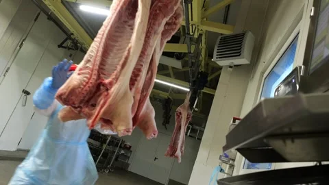 Workers moving fresh pork carcasses hanging in row at meat processing factory Video stock 286234232
