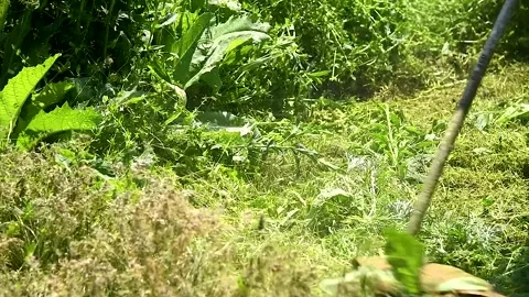 Workers mow the green grass along the road with a hand trimmer Stock Footage 255444776