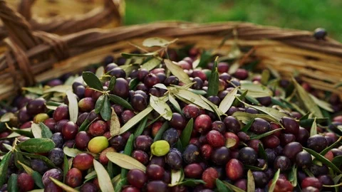 Workers in olive garden pooring olive from small basckets to a bigger bascket. Stock Footage 123074969