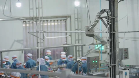 Workers operating alongside automated conveyor machinery in food production line Video stock 329904817