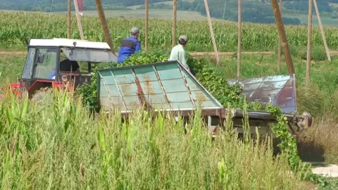 Workers Operating Hop Harvesting Machine in Field Stock-Footage 346163343