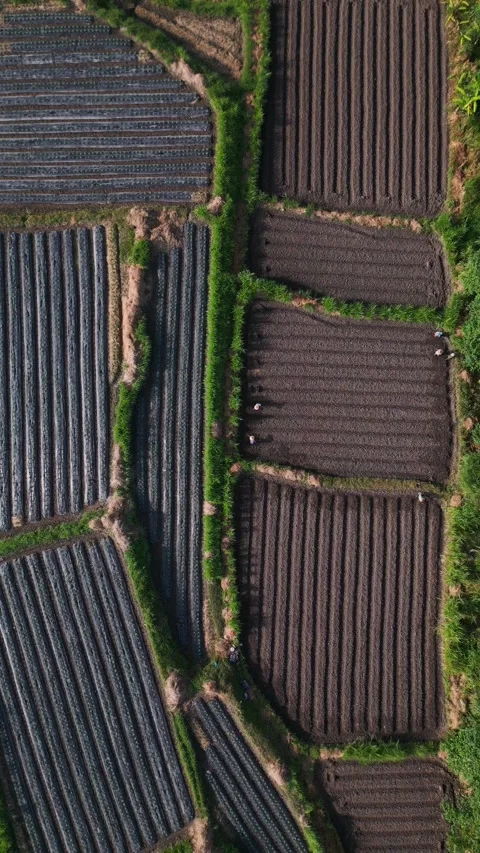 Workers in orderly rows. Individuals positioned neatly with long shadows Stock Footage 332433773