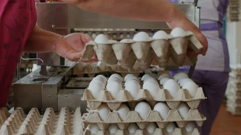 Workers pack fresh hen eggs in the sorting chicken factory Stock Footage 95425205