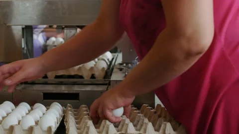 Workers pack raw hen eggs in the sorting chicken factory Stock Footage 95425388